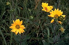 Silphium radula.jpg