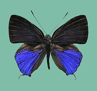 <i>Sinthusa mindanensis</i> Species of butterfly