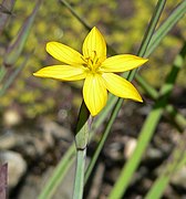 Sisyrinchium californicum