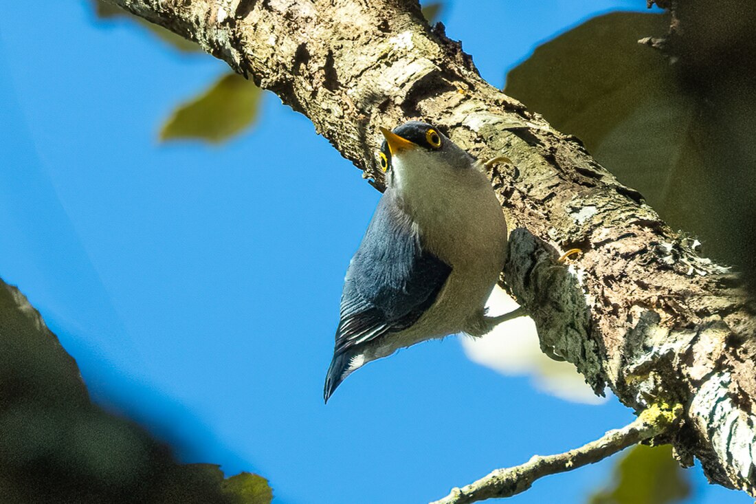 Yellow-billed nuthatch