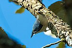 Thumbnail for Yellow-billed nuthatch