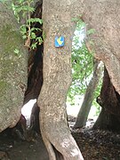 Չինարի ծառի բունին մէջ փտումէն յառաջացած խոռոչ (փչակ)