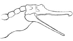 Skull of Volcanosuchus Statisticae (Reworked).jpg