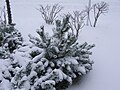 Snow-covered bush 2 at Renaissance Suites at Flatiron