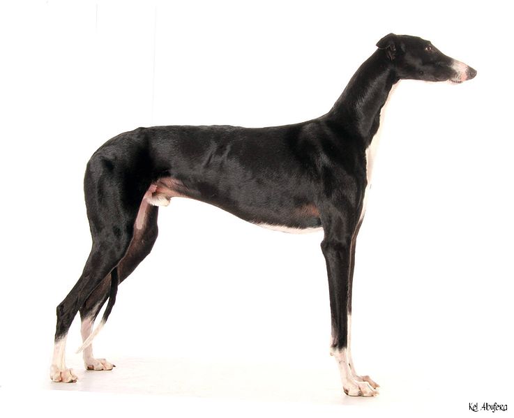 File:Socrates galgo español.jpg