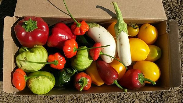 Fruits including tomatoes, tomatillos, eggplant, bell peppers and chili peppers, all of which are closely related members of the Solanaceae.