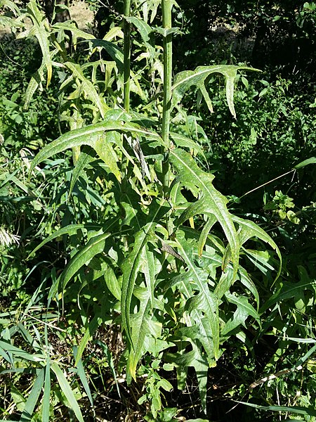 File:Sonchus palustris sl12.jpg