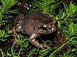 Grenouille lisse du sud (Geocrinia laevis) (8743396751).jpg