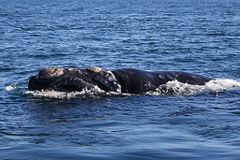 Southern right whale6.jpg