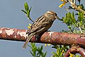 Platz 6: Kora27 - Spatz am Schwanenteich in Waldenburg in Sachsen, Landschaftsschutzgebiet „Mulden- und Chemnitztal“.