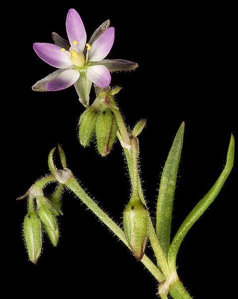 File:Spergularia marina (8691899047) (cropped).jpg