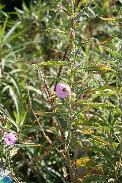File:Sphaeralcea angustifolia 04.jpg