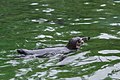 * Nomination Spheniscus humboldti (Humboldt Penguin) in the ZooParc de Beauval in Saint-Aignan-sur-Cher, France. -- Medium69 01:47, 18 November 2015 (UTC) * Promotion Good quality. --Livioandronico2013 10:35, 18 November 2015 (UTC)