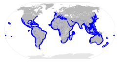 Sphyrnidae distribution map.svg