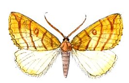 Spica luteola