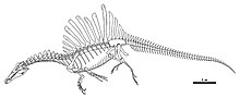 Reconstruction du squelette de S. aegyptiacus en posture de nage (avant la découverte de la nageoire caudale).