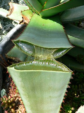 Succulent water storage leaf of Aloe