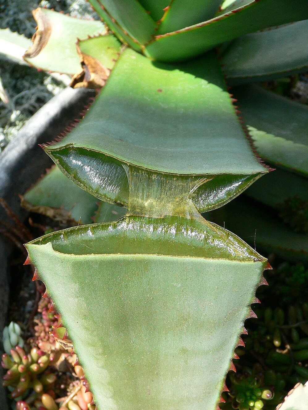 Succulent Plant-avatar