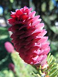 Miniatuur voor Bestand:Spruce cone, young, red.jpg