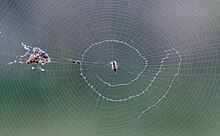 Zombie spider builds a stronger web for the parasitic wasp that's sucking  its blood 