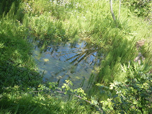 reflections in the water of a pond with growth of equisetum