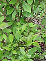 Starr-110307-2749-Brunfelsia latifolia-leaves-Kula Botanical Garden-Maui (24448062274).jpg