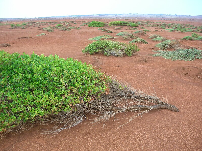 File:Starr 041228-2455 Dodonaea viscosa.jpg