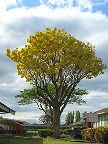 Starr 050518-1609 Tabebuia donnell-smithii.jpg