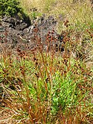 Juncus planifolius