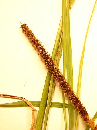 <i>Setaria sphacelata</i> Species of grass