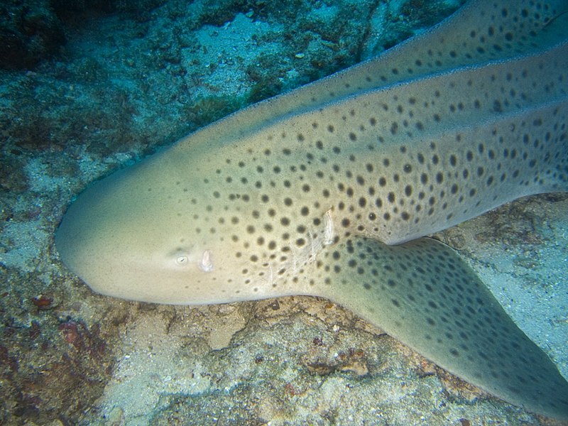 File:Stegostoma fasciatum mozambique.jpg