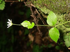 萼片は5個あり、先端が短くとがり、背面にも星状毛が生える。