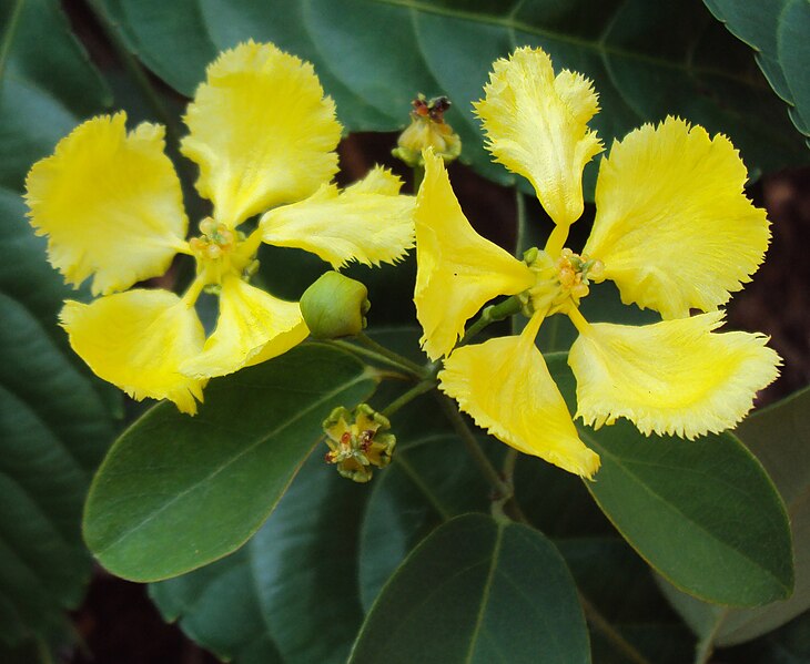 File:Stigmaphyllon ciliatum flowers 03.JPG