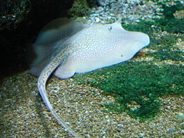 Fluvitrygon oxyrhynchus