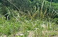 Čeština: (missing text) English: Stipa in national natural monument Klonk near Suchomasty, Beroun District