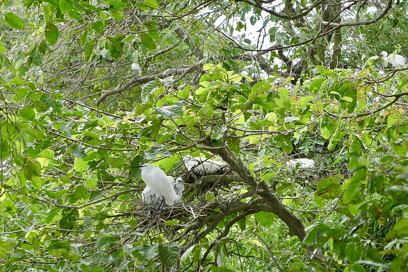 File:Stork sanctuary, Mekong Delta (45199906095).jpg