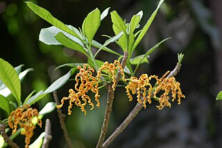 <i>Strophanthus boivinii</i> Species of plant