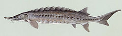 Atlantic sturgeon Sturgeon2.jpg