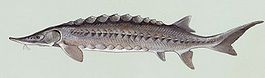 İtiburun nərə (Acipenser oxyrinchus)