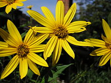 Sunroot flowers.jpg