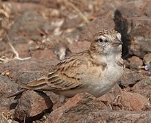 Короткопалый жаворонок Сайкса