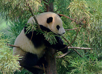 Tai Shan on July 8, 2006. Tai Shan, National Zoos Panda Cub at 1 year old (185094394).jpg