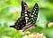 Tailed jay PRA01.jpg