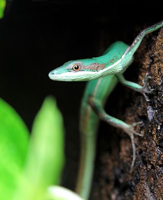 <i>Takydromus smaragdinus</i> Species of lizard