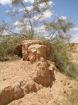 The Tamarix tree occurs in this ecoregion Tamarix aphylla.jpg