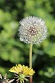 Taraxacum sp. Diente de león