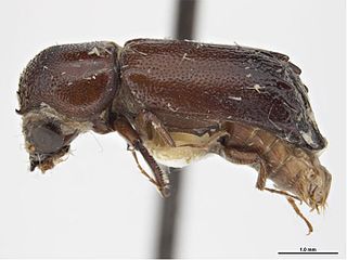<i>Tetrapriocera longicornis</i> Species of beetle