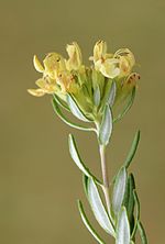 Teucrium montanum chaumeSouberac 16-Fr.jpg