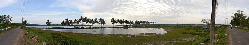 A westward panoramic view of shallow backwaters along the western regions of Thrissur district (Click to see in larger size)