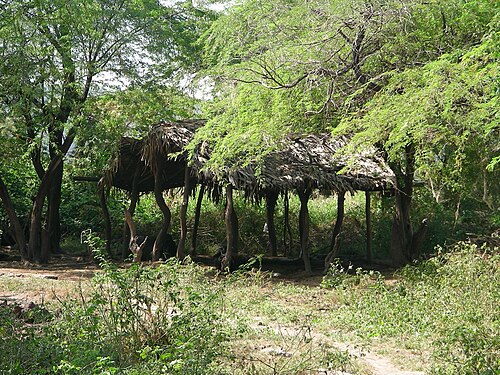 Thatched roof in open area